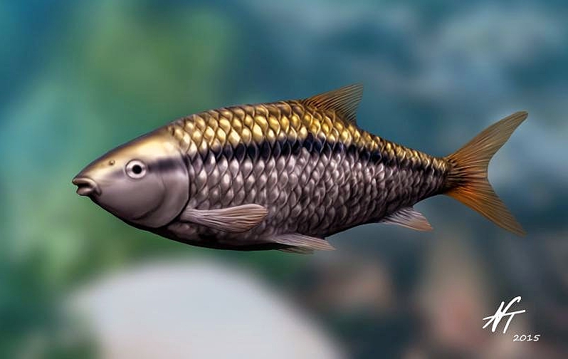 Jianghanichthys hubeiensis - ryba